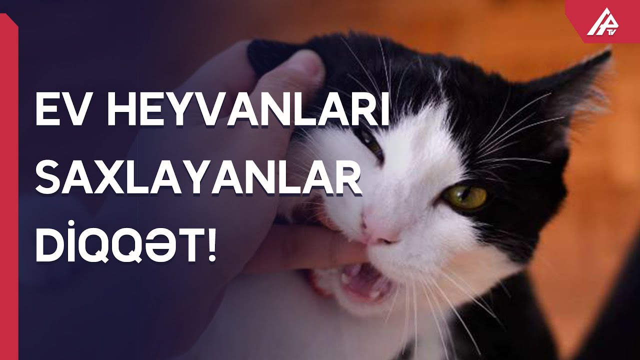 Heyvanlardan insanlara keçən virus xəstəlikləri