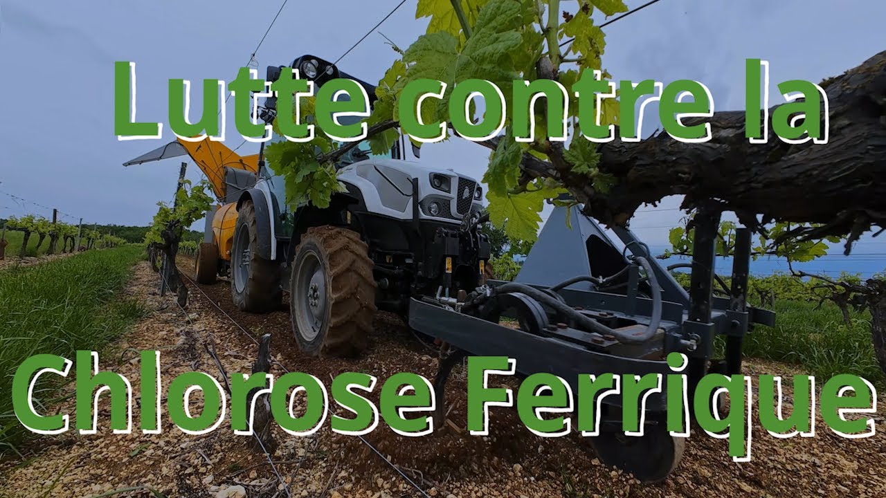 Lutte contre la chlorose ferrique de la vigne