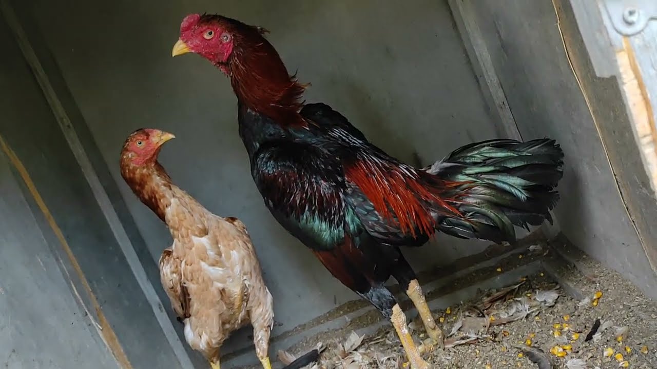 /// KOBRA YAVRUMU HATUNLARI İLE  BULUŞTURDUM ///