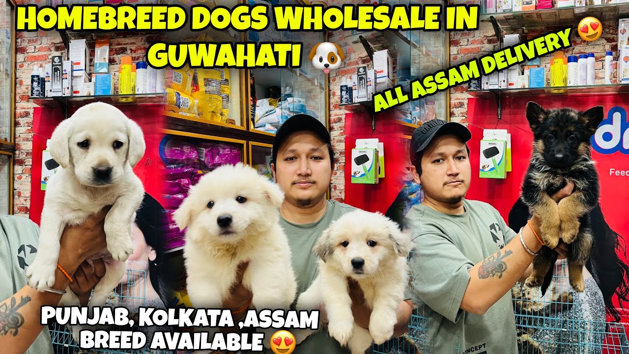 Homebreed Dogs Wholesale in Guwahati🐶All Assam Delivery 😍