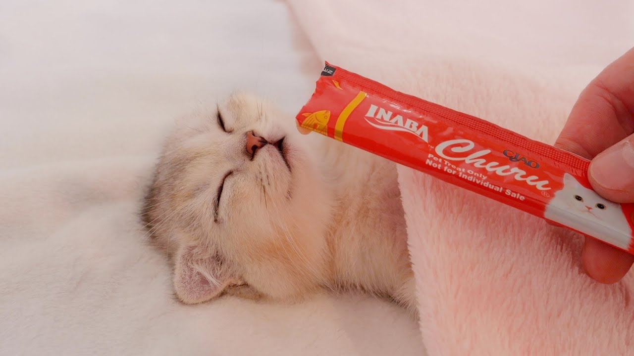 I used the last resort for a kitten that doesn't wake up even when it's time to eat!