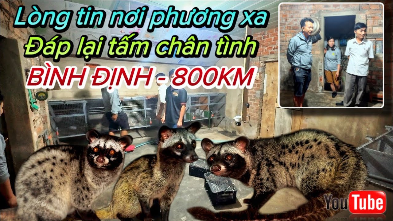 Vượt 800Km đến BÌNH ĐỊNH chỉ để giao 7 bé Chồn giống - Tấm chân tình vượt ngại nắng mưa (P136)