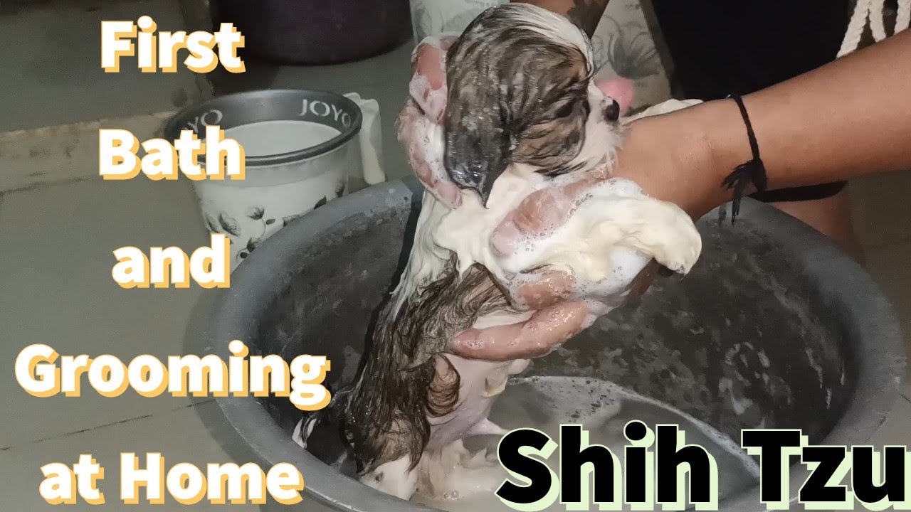 Shih Tzu Puppy first bath 🛁 | Do's and Don'ts | Step by Step Grooming at Home
