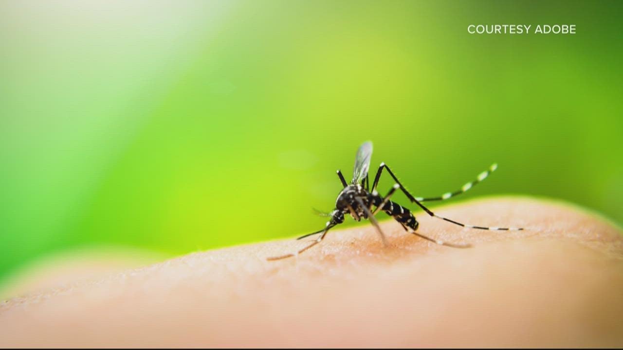 Verify: Does cold weather kill mosquitoes?