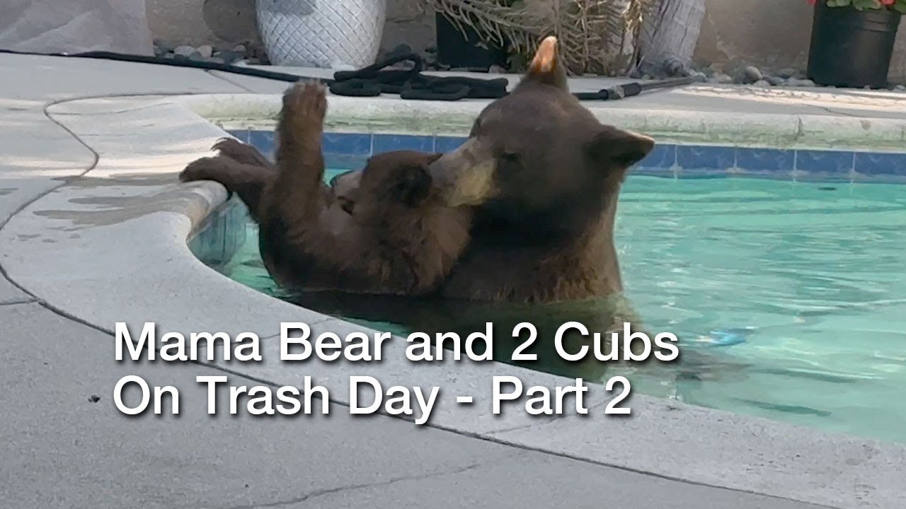 Mama Bear and 2 Cubs on Trash Day (Afternoon)  - Part 2