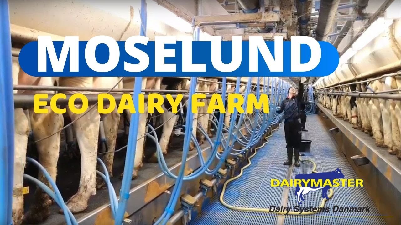 Torben Brødbæk - Moselund - Dairymaster - Cow Farm - Denmark