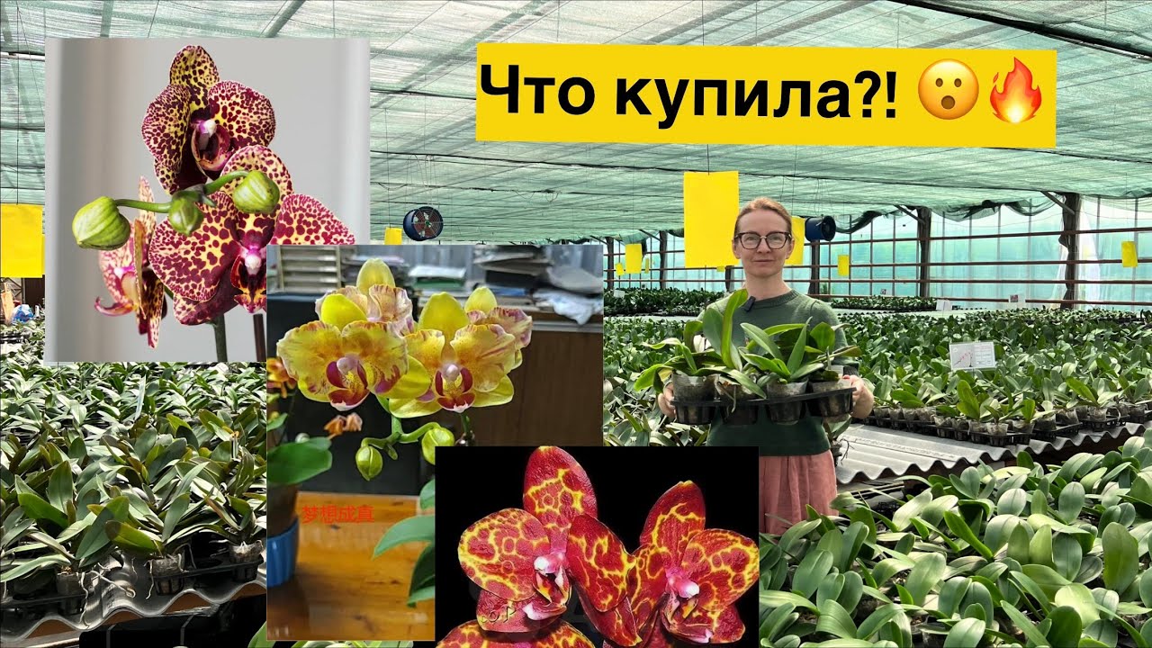 «Байкальские цветы» - 16 орхидей приехали домой!!!🔥🌸☺️