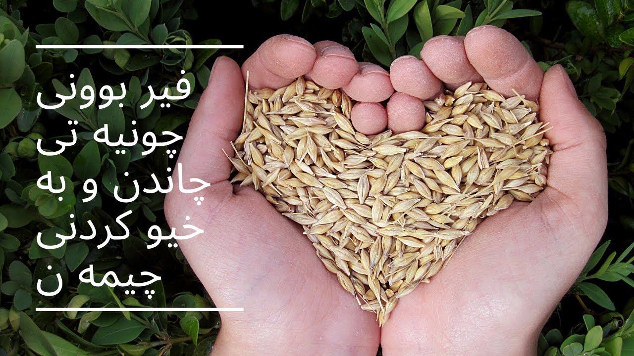 فێر بوونی چۆنیەتی چاندن و بەخێو کردنی چیمەن  #زەراعی