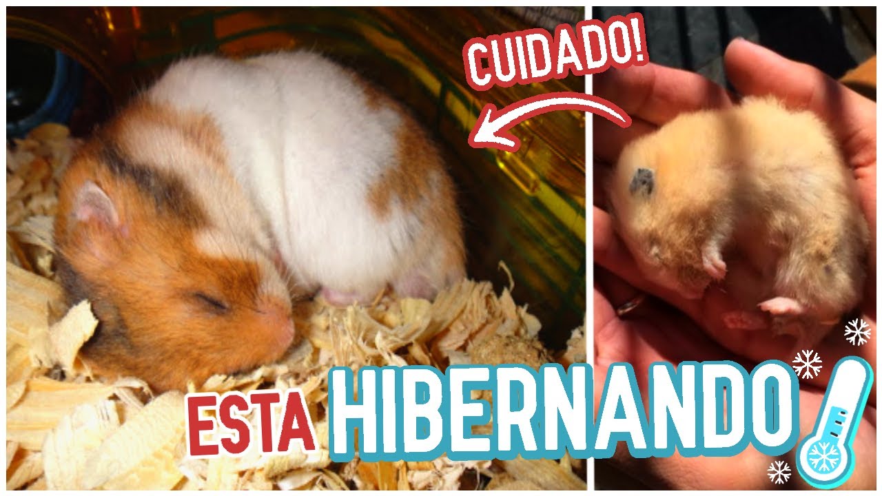 Como SABER SI mi HAMSTER esta HIBERNANDO o MUERTO