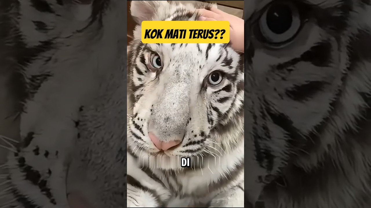 Kenapa Harimau Putih Gampang Mati di Alam Liar? 😂🧐