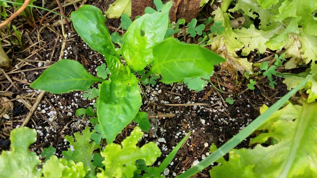 May 2018 garden tour.. with organic Gardening and Permaculture in North Carolina.