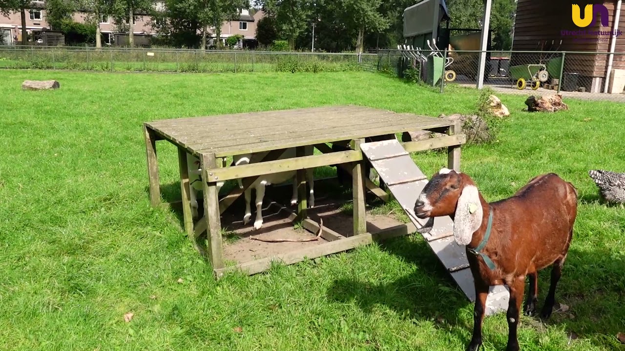 Boerderij Inspectie | Geit | Koppelsteede