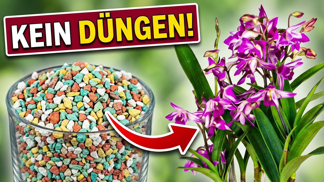 COLOMI Granulat für Orchideen: Die perfekte Lösung für gesundes Wachstum