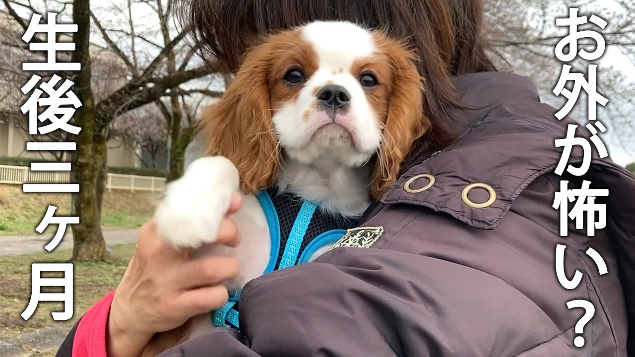 子犬くんお散歩に初挑戦！プルプル震えてたのに愛するアップルちゃんが一緒だと…