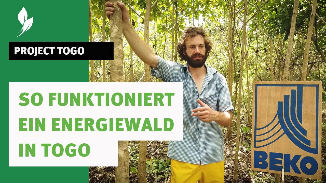 Ein Wald als Energiespender