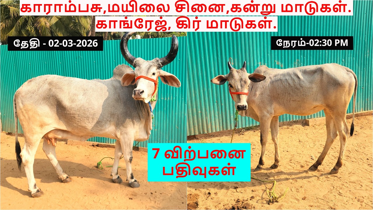 7-விற்பனை பதிவுகள்.காராம்பசு,மயிலை சினை,கன்று மாடுகள்.காங்ரேஜ், கிர் மாடுகள்.