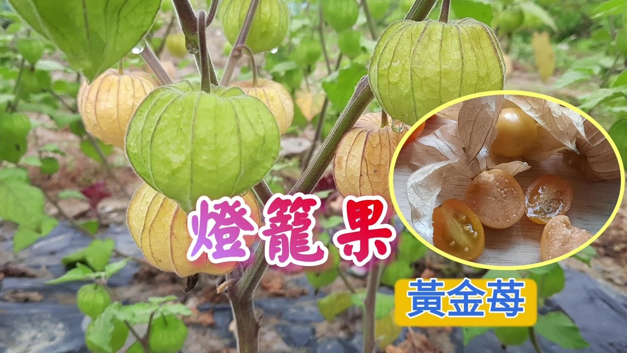 燈籠果生長全記錄#燈籠果#黃金苺#迷雀