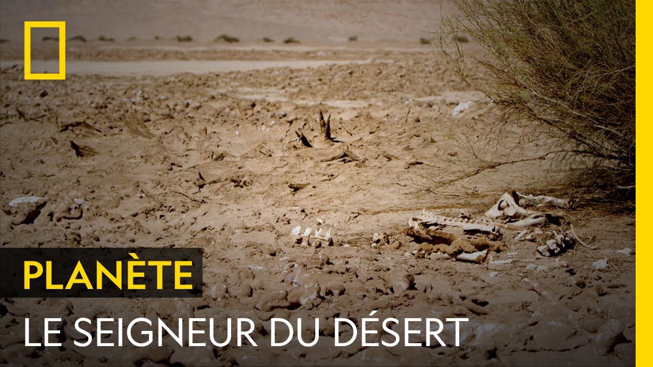 Seigneur du désert : cet arbre survit là où rien ne pousse