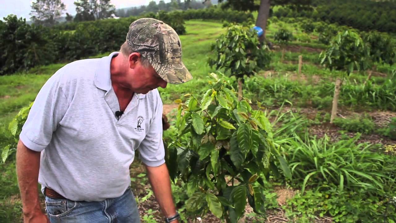COFFEE PRUNING - Tradition and Innovation
