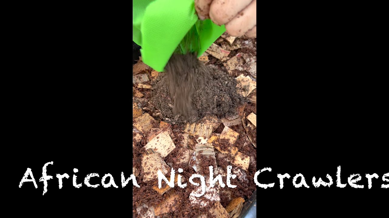 African Night Crawlers
