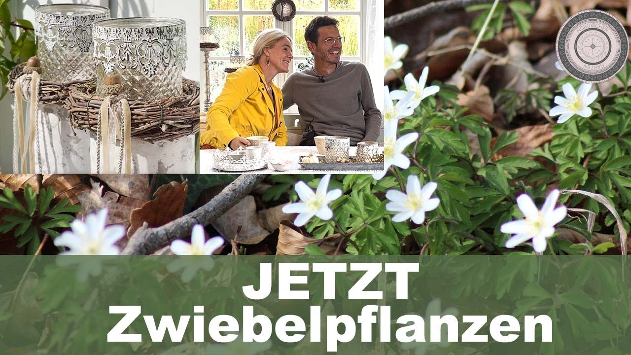 Zwiebelpflanzen, Frühlingsblüher, Trachtfließband - Was Wann Wohin Wieso Welche, Herstdekoration