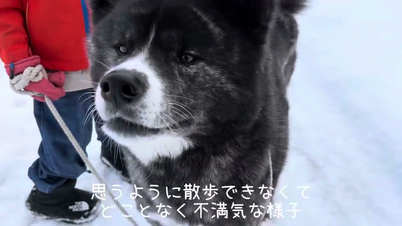 秋田犬 藤　北海道−20℃でのお散歩と時期ハズレの換毛、次男との少し不満気なお散歩　#秋田犬 #秋田犬の居る暮らし #大型犬のいる生活 #子供と犬 #里親犬 