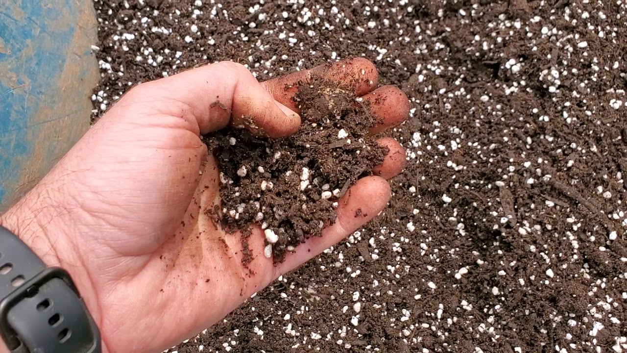 Soil and Fertilizing Dragon Fruits in containers