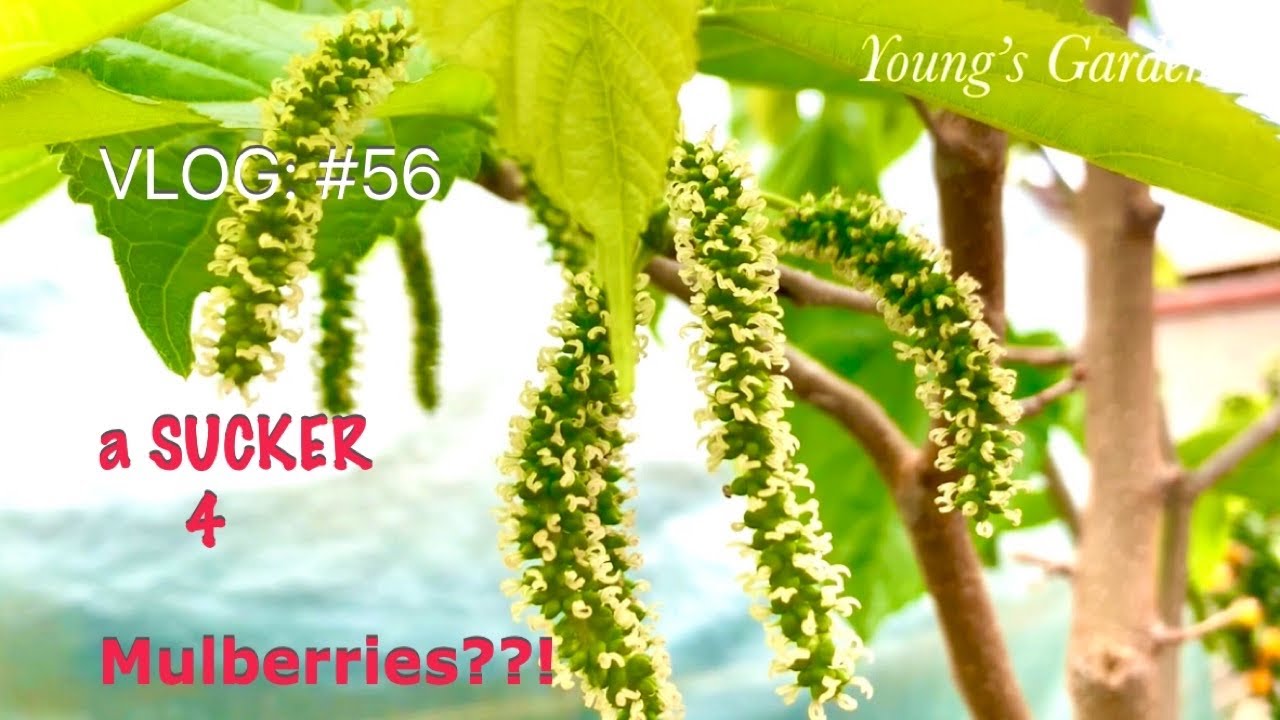 3 different varieties of MULBERRY trees. What you need to know.