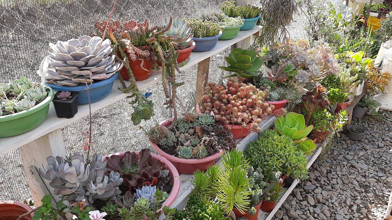 Tour por mi jardín de suculentas 2022 - parte 2🪴🪴🌵🌵