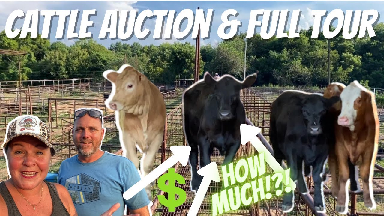 Cattle Auction & Tour: Our Fist Cow Auction! Walk The Catwalk, View The Cows and Watch The Auction