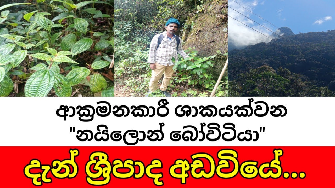 සමනල අඩවිය වනසන 
