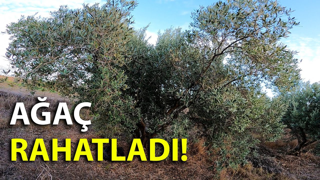 Obura Giden Zeytin Ağacında Budama