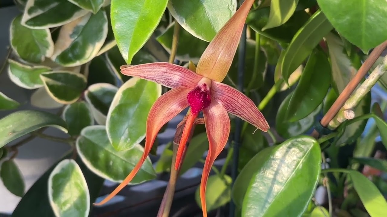 Квітіння Січня місяця 2026#орхідеї #orchid #flowers #огляд #plants #орхідеї #