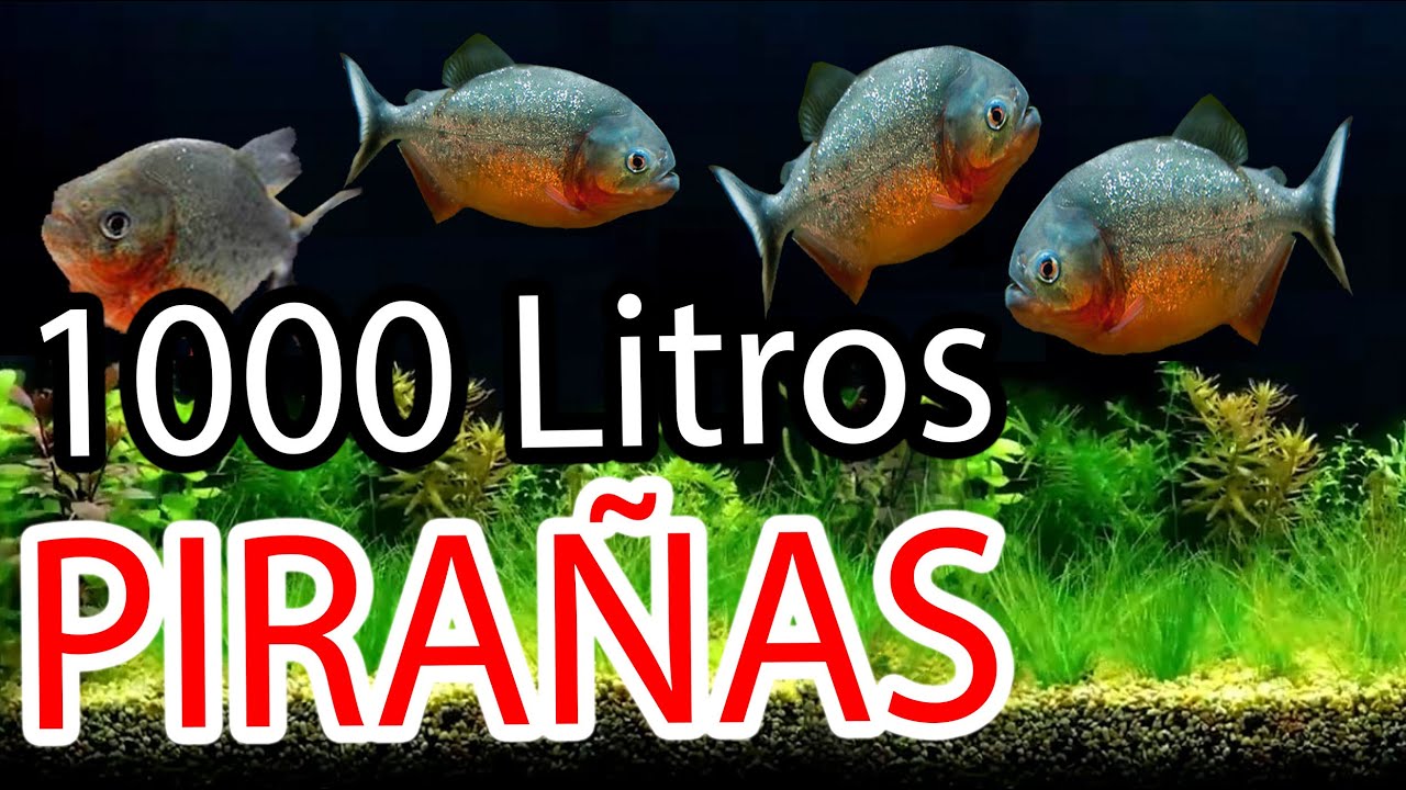 Acuario de Pirañas de 1000 Litros - Preparando un Acuario Gigante con plantas