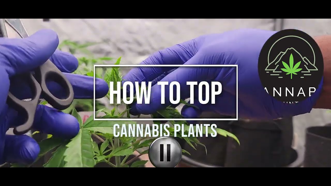 How To Top Cannabis Plants - (How, When, & Why) - Purple Punch Cannabis Week 2 of Vegetation