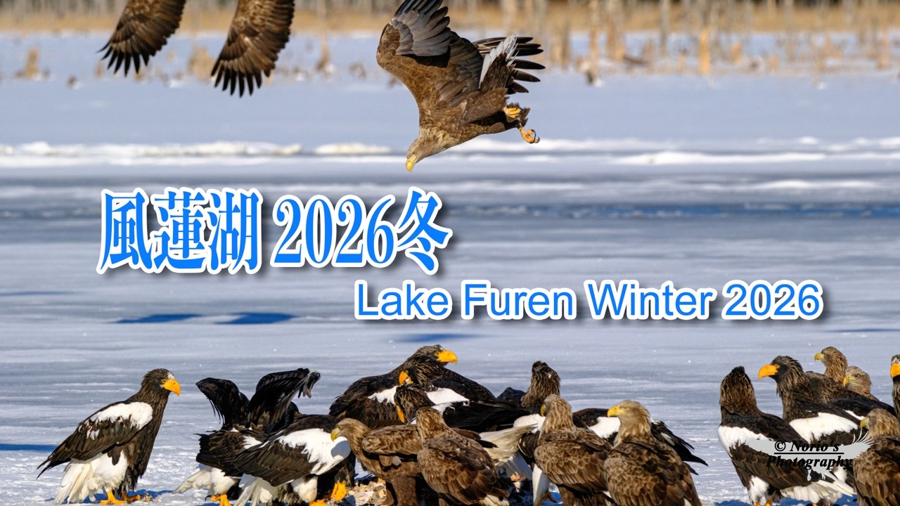 北海道の野鳥の宝庫：厳冬の風蓮湖, Hokkaido's Wild Bird Treasure Trove: Lake Furen in the Dead of Winter
