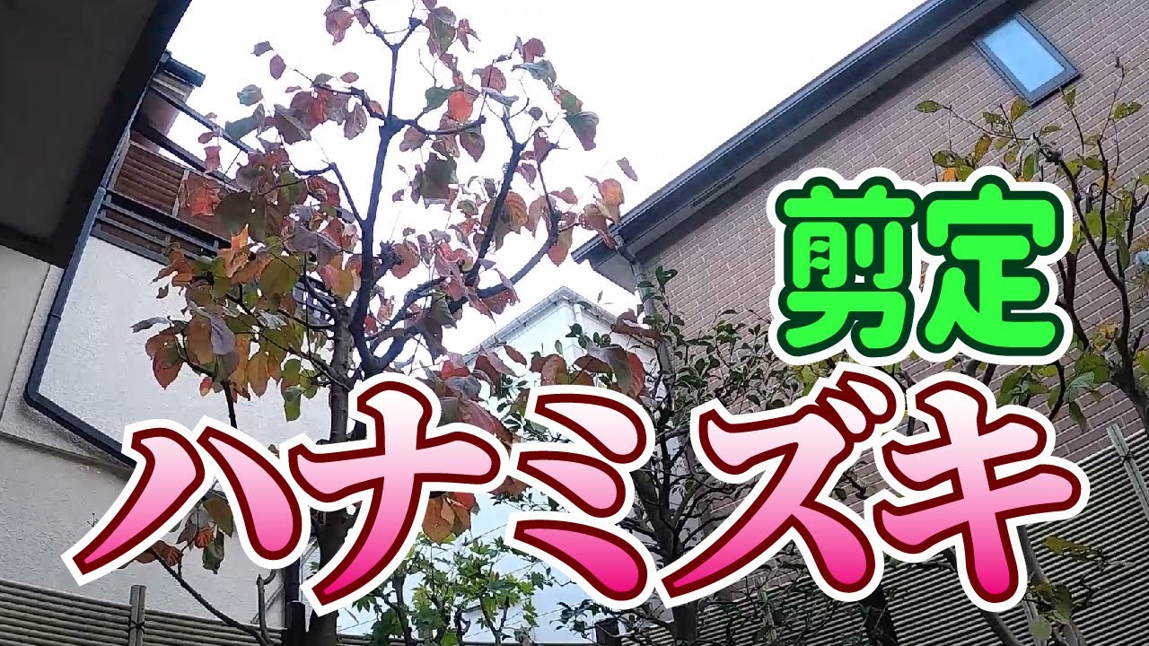 【植木】ハナミズキの剪定【やきち流】