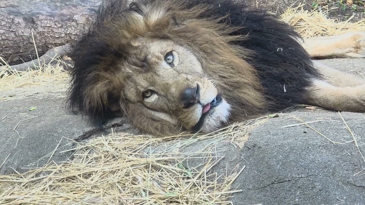 No41  コマちゃん､ベビーカーの赤ちゃんと､お友達になる?  1月16日撮影#到津の森公園 #lion 