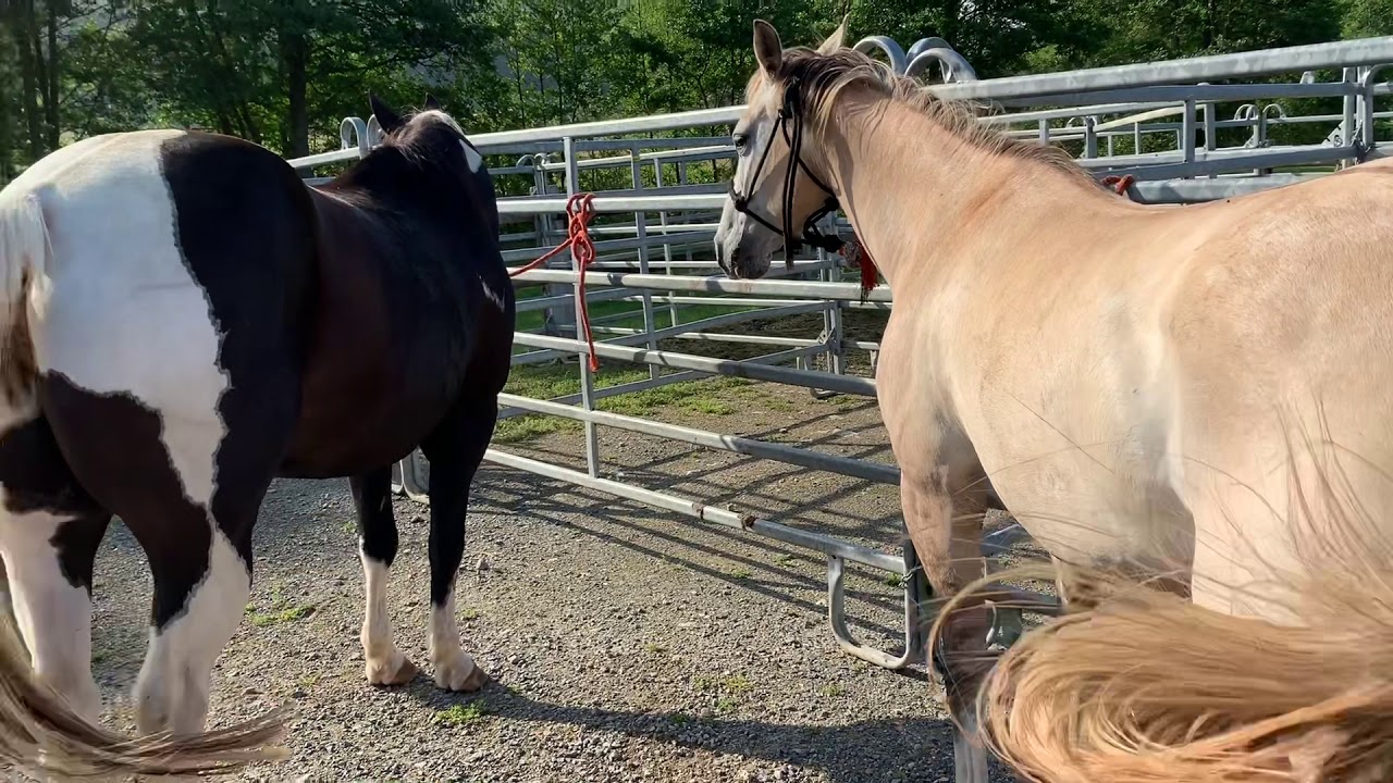 4S RANCH - D&eacute;couverte Rodeo