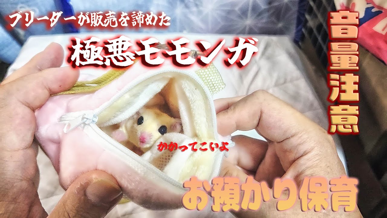 音量注意！ブリーダさんが販売を諦めた極悪モモンガのお預かり保育