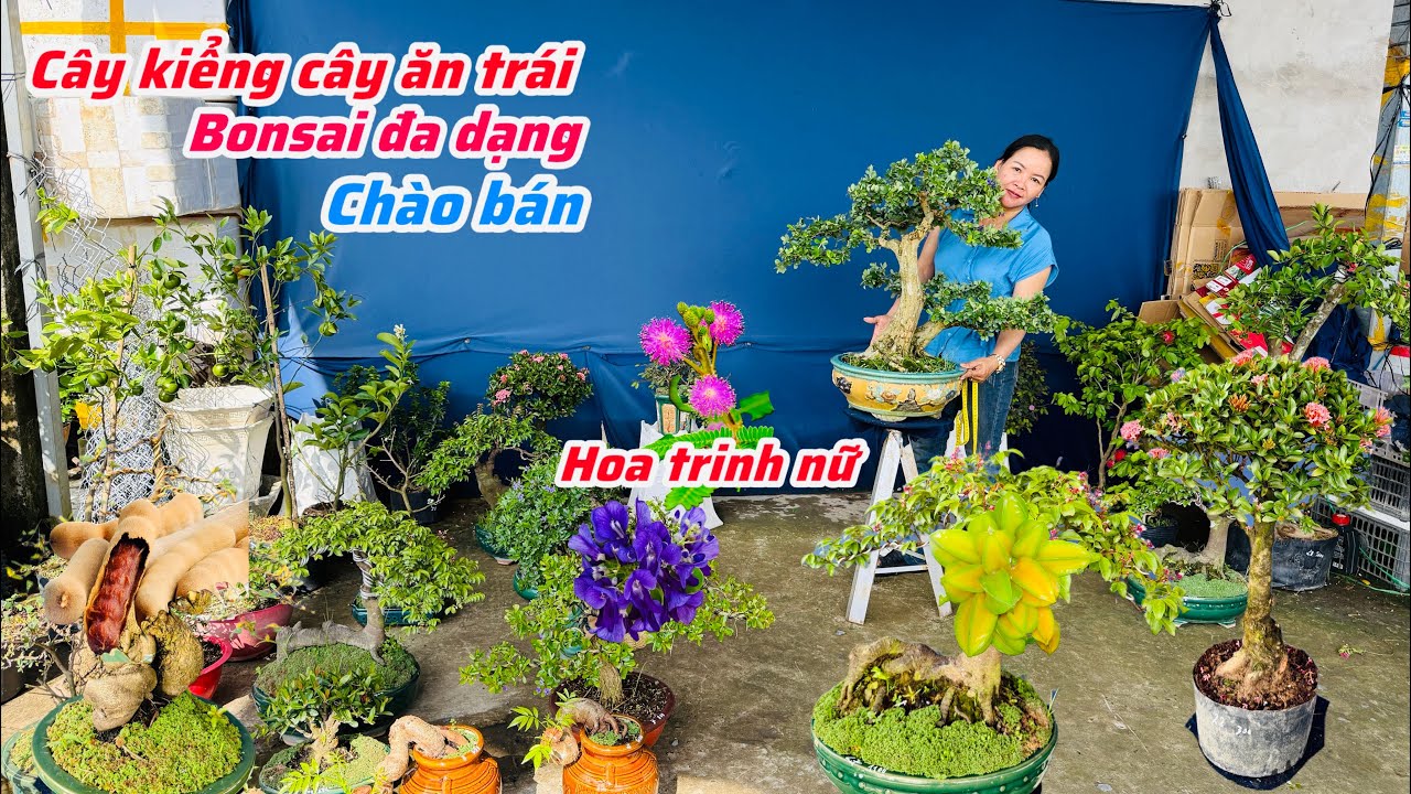Cây kiểng cây ăn trái bonsai đa dạng chào bán bao phí ship..24/01😘📲 0334.270.232.Bích-Nhung
