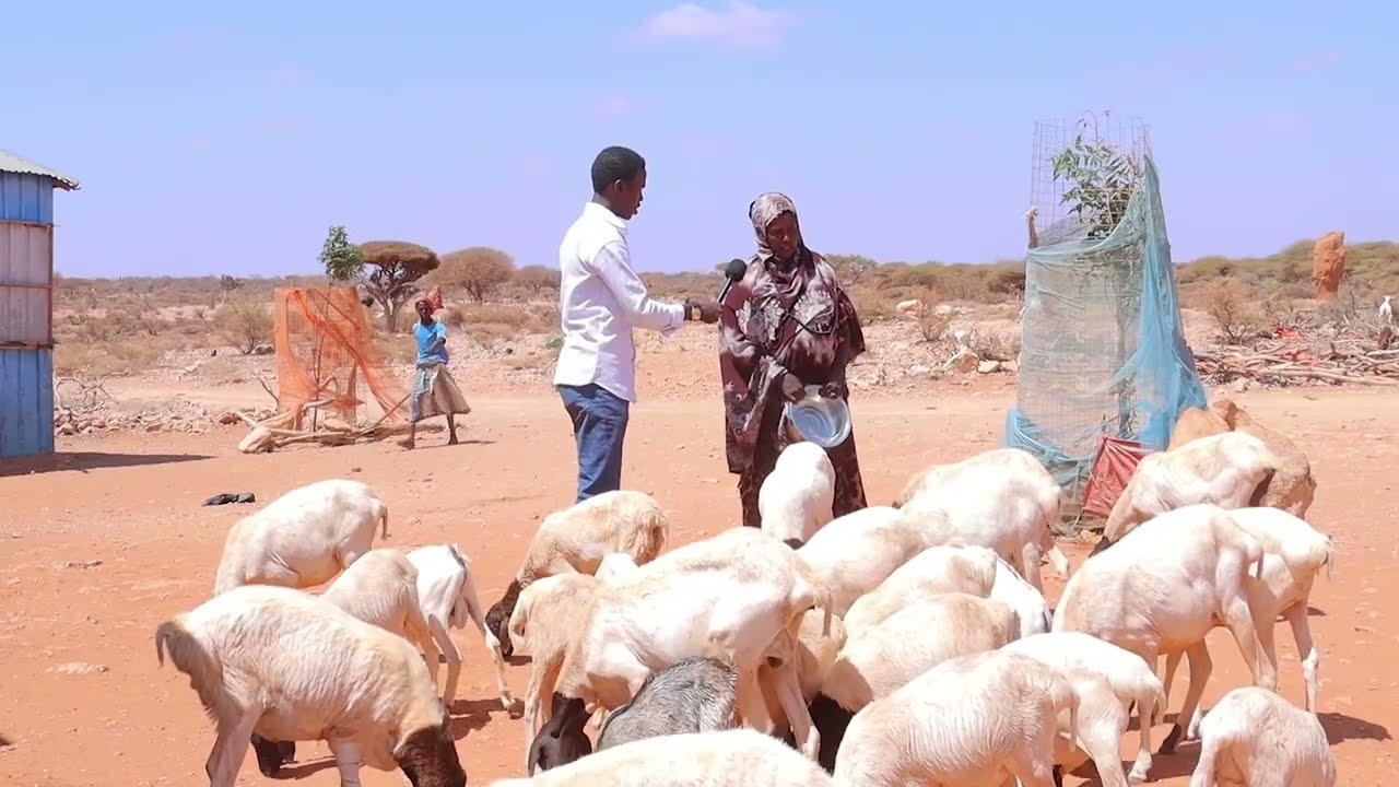 Maamulka Caasimadda Galmudug ayaa soo bandhigay Guddiga Gurmadka Abaaraha Dhuusamareeb.