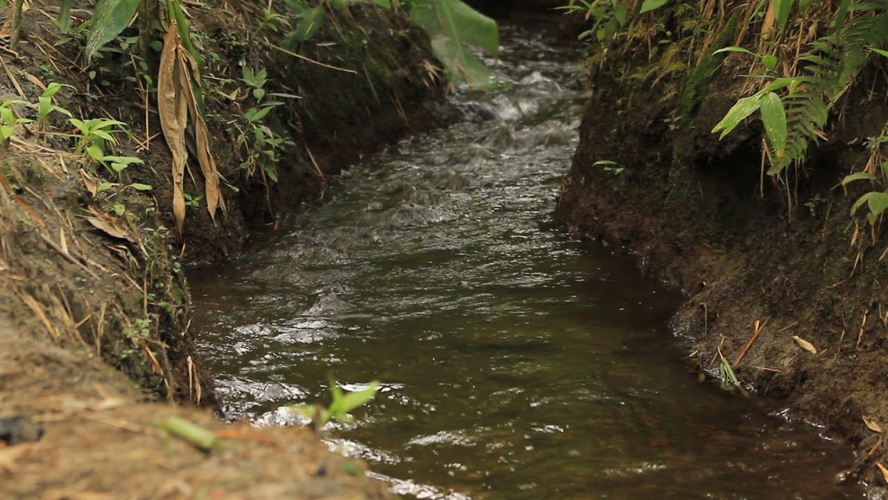 Cómo cuidar las Fuentes de Agua (Reserva del Uyuca, Honduras) - TvAgro por Juan Gonzalo Angel