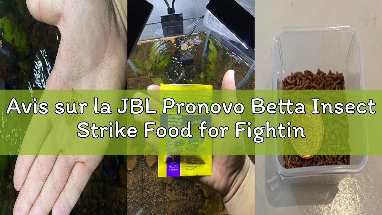 Avis sur la JBL Pronovo Betta Insect Strike Food for Fighting Fish 3-10 cm, Fish Food Sticks, Size S