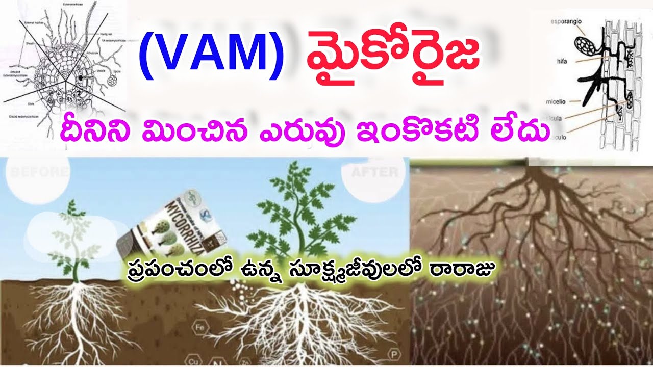 వ్యవసాయంలో మైకో రైజా vam ఉపయోగాలు #mycorrhiza #agriculture @Lora_Creatives