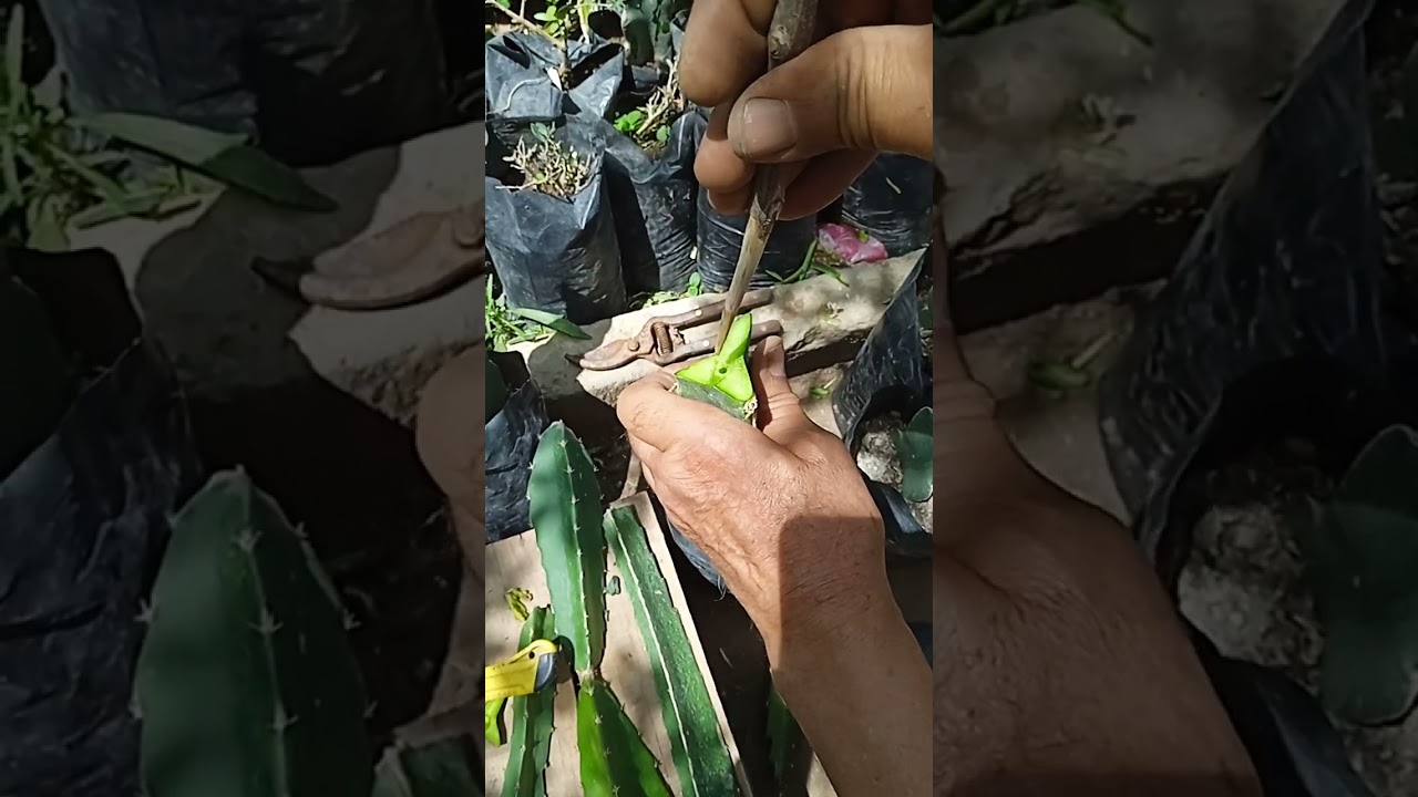 اسهل واسرع . تطعيم فاكهة التنين . دكاني البسباس الطارف الجزائر .