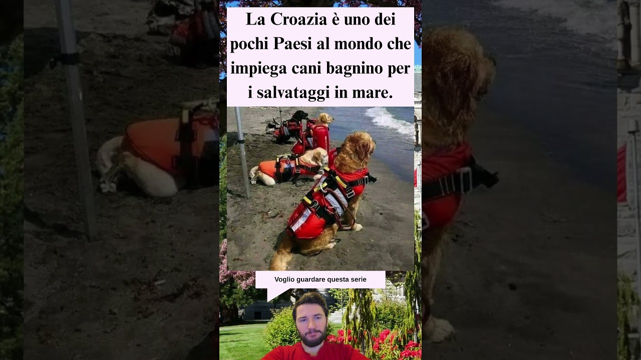 In Croazia i cani bagnino salvano vite in mare insieme ai soccorritori 🐕🌊