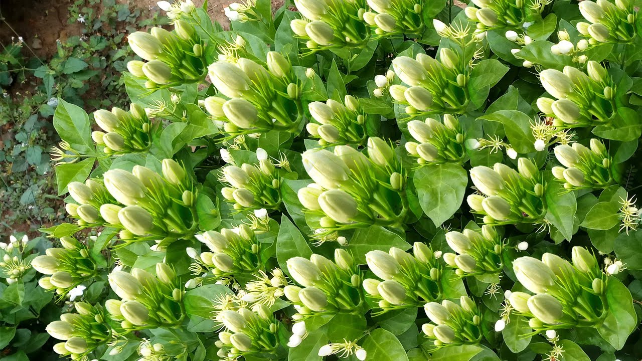 மல்லிகை செடி நல்லா வளர நாம என்ன செஞ்சா நல்லா வளரும்#flowers