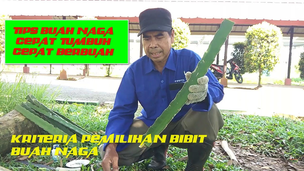 Teknik memilih bibit dan pembibitan buah naga