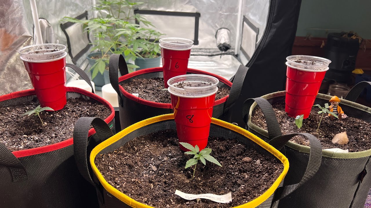 How To Transplant Autoflowers From Solo Cups (Re-Mastered)